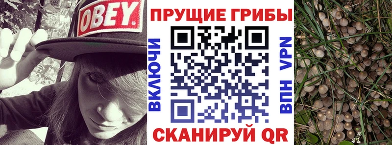 Галлюциногенные грибы Cubensis  Зеленогорск 