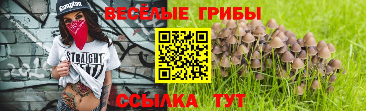 Галлюциногенные грибы Psilocybine cubensis Зеленогорск